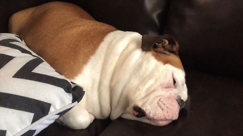 Sleeping Bulldog Has Adorable Snore