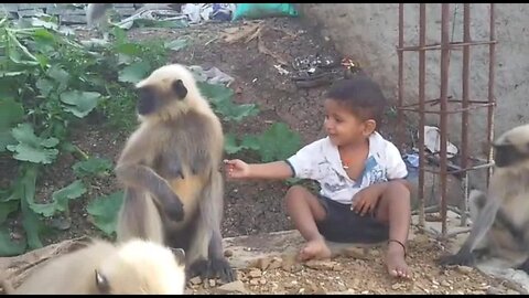 Can monkeys be friends with humans?
