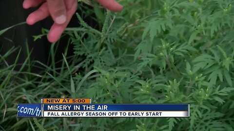 High levels of ragweed and mold setting off allergies early
