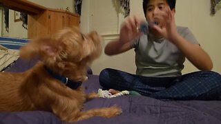 Dog Wants to Sing Along with Recorder