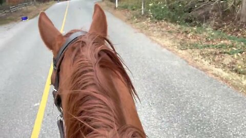 Tack Up & Ride With Me: Bringing My Horse Back to Work