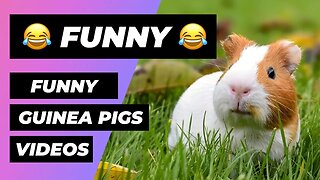 The Funniest Guinea Pigs In The World 🔴 1 Minute Animals