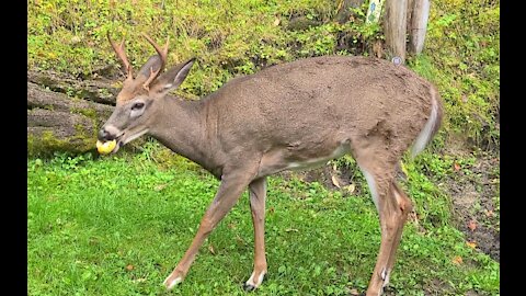 Buck thoroughly enjoys apple