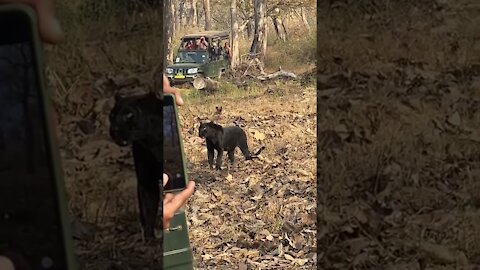 Very Rare Black Panther Climb on Tree #short