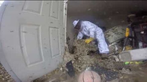Exterminador profissional remove ninho gigante de abelhas