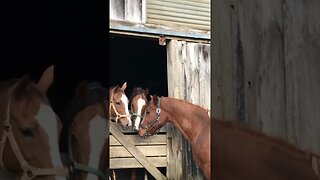 Horses flirting! 😂😂🐴🐴