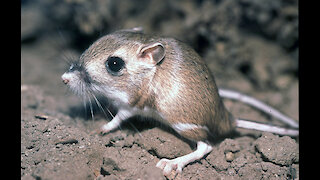 Mind Blowing Facts : Kangaroo Mouse