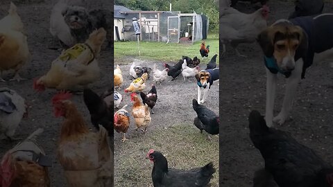 Minnie And Parker Mingle With The Chickens #chickens #chickenshorts #dogs