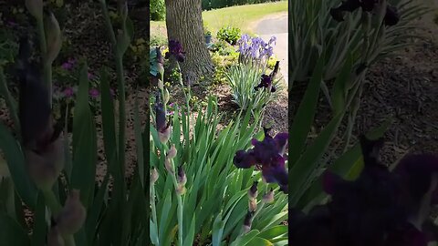 Walking in the Garden - Irises
