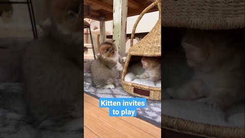 kitten invites to play #short
