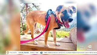 Pet of the week: Dolly needs forever home after being rescued from Mexico