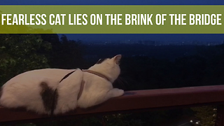 Fearless Cat Lies On The Brink Of The Bridge
