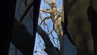 The 🐱 Cat Who Climbs An Oak Tree