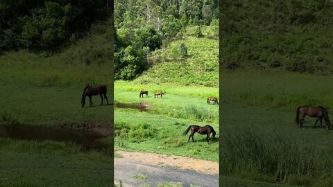 Bull Arab Rescue Dog Lives on a Farm with Horses!