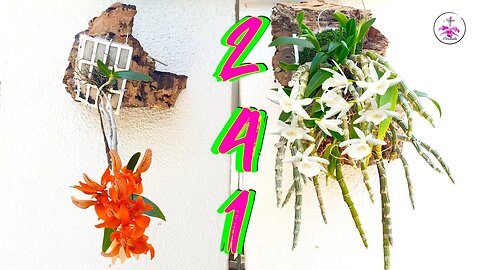 Mounting 2 Dendrobiums on Cork | Drama Free Tutorial | Mounting Orchids #ninjaorchids