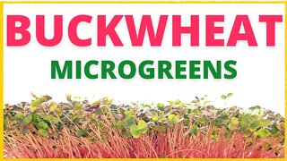 How To Grow Buckwheat Microgreens -Super Easy Grow!