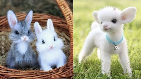 Cutest baby animals Videos Compilation Cute moment of the Animals - Cutest Animals