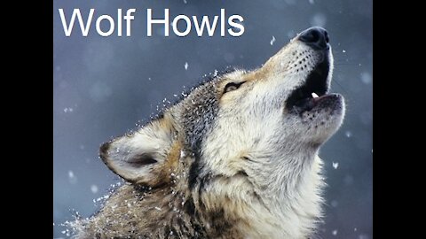 Wolf Howling - Wolf sounds