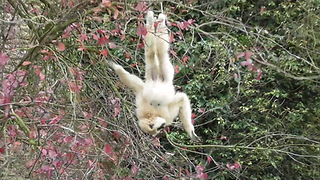 Gibbon shows off crazy tree acrobatics