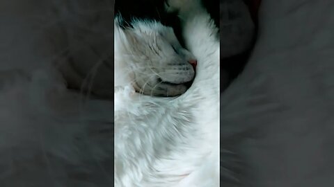 No idea what he's eating in his dream but it must be delicious! Cat noises #shortvideo #cat #short