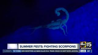 Arizona bugs to avoid this summer