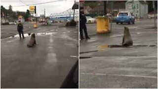 Leone marino passeggia per le strade di Astoria, USA