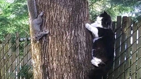 Squirrels says to Cat "MISSED ME"