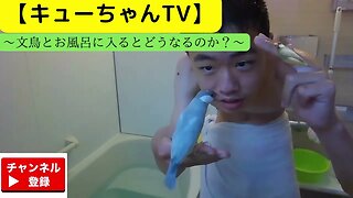 【キューちゃんTV】文鳥とお風呂に入るとどうなるのか試してみた‼,...