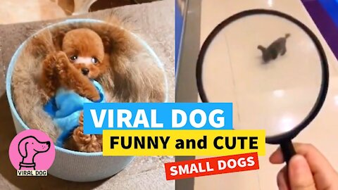 ✅ VIRAL DOG (2021) 😂 FUNNY And CUTE MINI DOGS 🔎