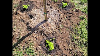 Gardening | Planting the Heuchera