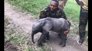 Prematur elefantbaby blir reddet av helikopter