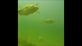 Bass underwater