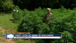 Local hemp farmers hope to cash in on controversial crop