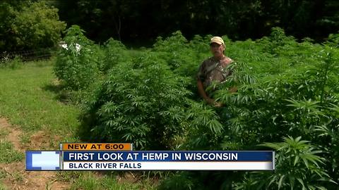 Local hemp farmers hope to cash in on controversial crop