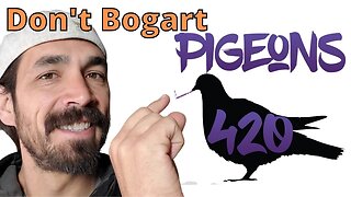 Learn the Origin Story Of Pigeons420