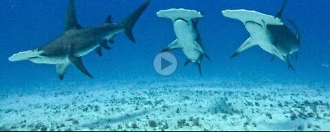 Great Hammerheads