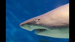 Tubarão-touro rodeia surfistas na Austrália