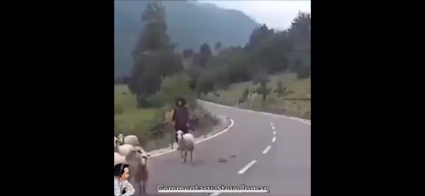 Ram attacks shepherd