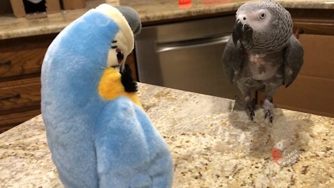 Parrot goes toe-to-toe with toy parrot nemesis