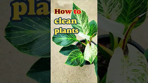 how to clean plant leaves? #shorts #cleaningplants #houseplant