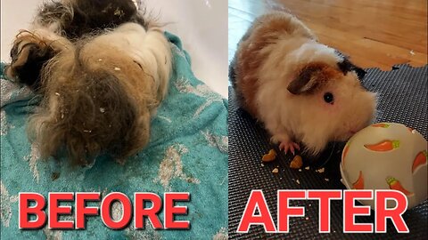 Guinea pigs rescue - Watch this incredible transformation
