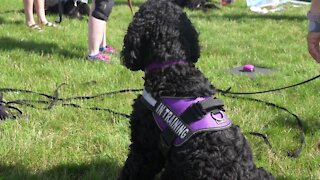 A local non-profit is training service dogs to help veterans and people with disabilities.