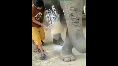 Elephant Duplicate Leg