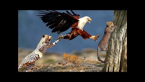Eagle Snatches Baby Leopard, But his Mother Manages to get Revenge