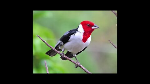 galo de campina canto de açoite com repetição