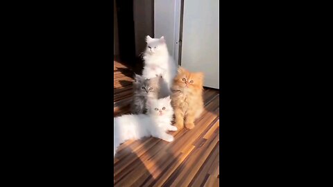 Cute Cats 🤗❤🤩