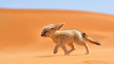 Playful Fennec Foxes Play Fighting.