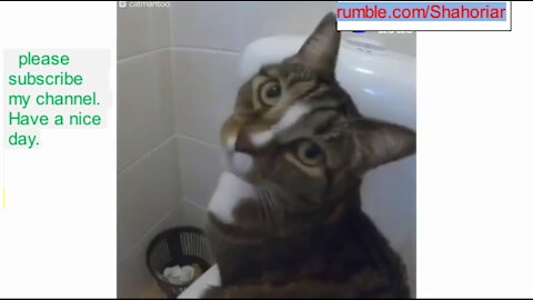 The cat is so talented that she goes to the toilet alone and cleans alone.