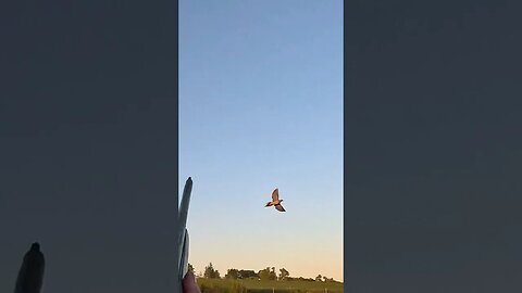 WHOA!!! That dove came out of NOWHERE!! #dovehunting #birdhunting #birddog #goldenretriever