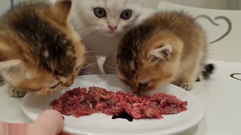 What A Delicious Meat For My Kitten